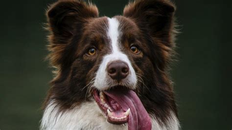 Cómo saber si un border collie es de raza en 3 pasos