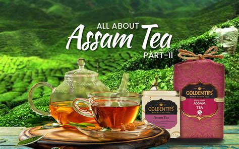 Assam Tea History Taste Profile Faq And More Part 2 Golden Tips