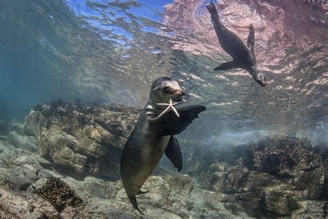 Scuba tourism surges and Brazilian photographer reveals hidden ocean life