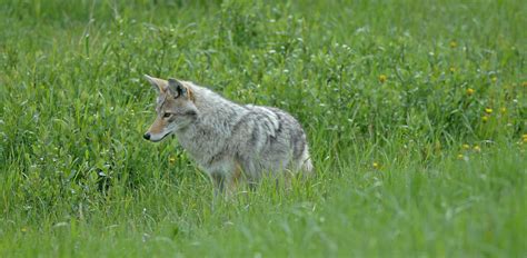 Baiting Coyotes: Why you should never do it! - Farming with Carnivores ...