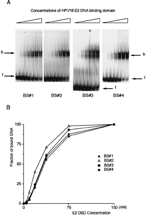 Saturation Binding Of 32 P Labelled Oligonucleotides Corresponding To