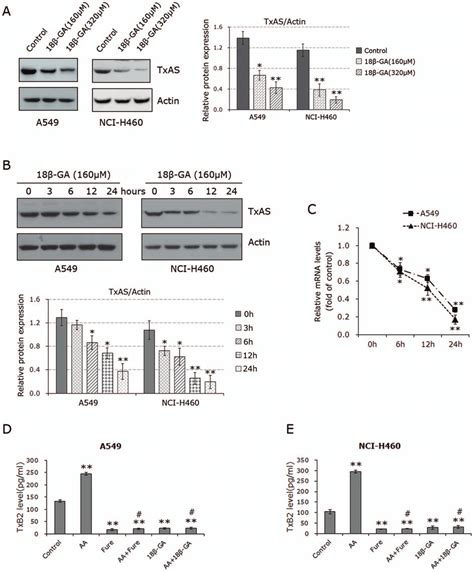 Effects Of B Ga On Txas Expression And Activity A And B Western