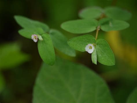 Euphorbia Notoptera Boiss Dinesh Valke Flickr