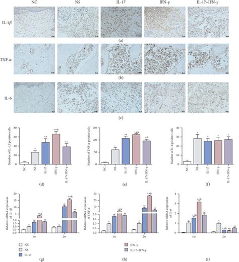 Effect Of Il 17 5 μg Ml Or And Ifn γ 1 μg Ml On Proinflammatory