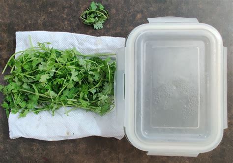 How To Preserve Coriander Leaves? | Everything Better