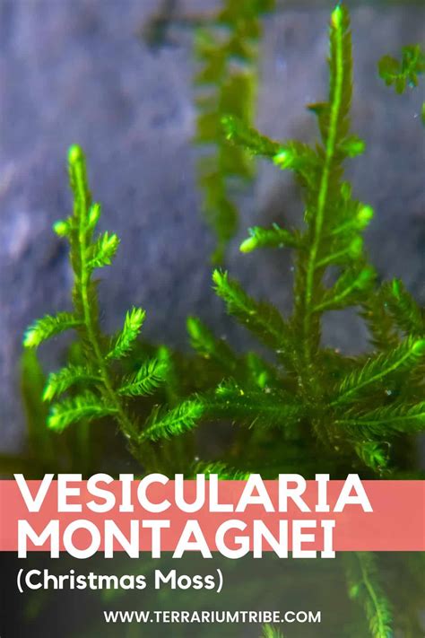 Can Moss Grow In Low Light at Toni Esser blog