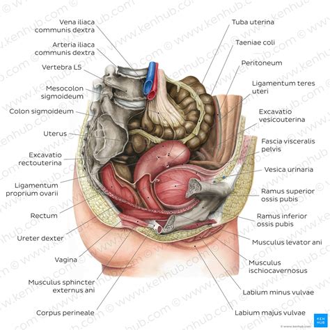 Anatomie Der Beckenknochen