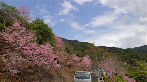 【雲林古坑】石壁風景區賞櫻趣 21點情報網