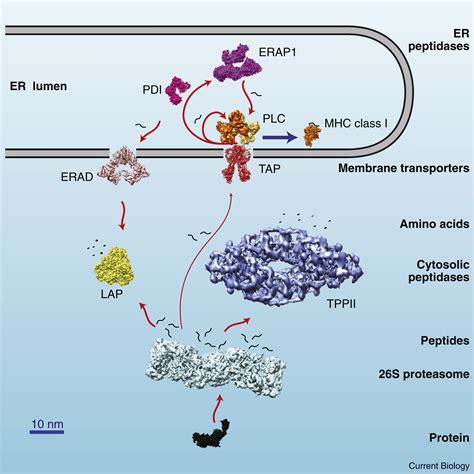 Antigen Presentation Visualizing The Mhc Class I Peptide Loading