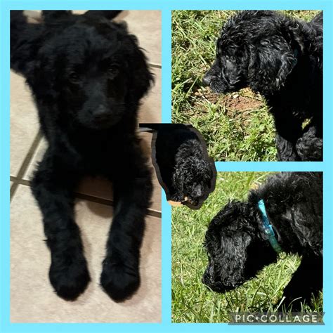 Goldendoodle Puppies For Sale | $850 | Abilene, TX #615956