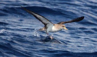 Manx Shearwater Bird - Facts, Information & Habitat