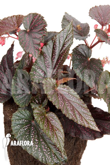 Araflora Exotic Flora More Begonia Polka Dot Pink L