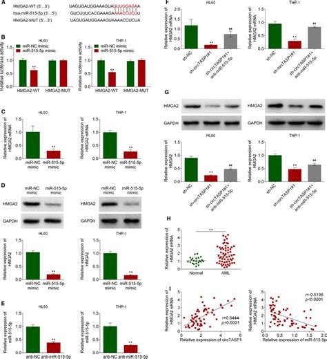 HMGA2 Was A Direct Target Of MiR5155p A The Binding Of MiR5155p