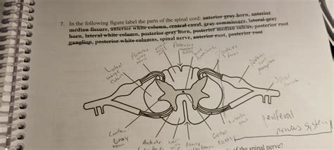 Label The Parts Of The Spinal Cord 1stadenium