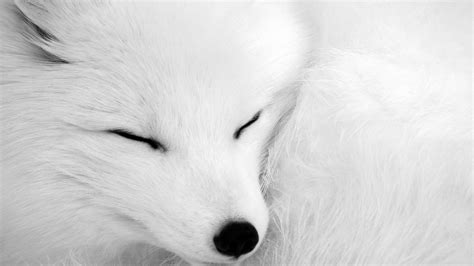 21 Arctic Fox Wallpapers - Wallpaperboat