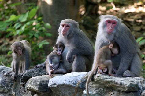 獼猴保育除名後「牽猴仔」變多 私養通報暴增15倍 生活萬象 聯合報