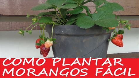 Como Plantar Morangos Em Vasos Processo Completo Youtube