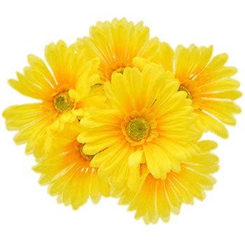 T L Charger Gerberas Jaunes Png Transparent Stickpng