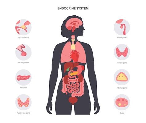 Sistema Endocrino Humano Vector Premium The Best Porn Website