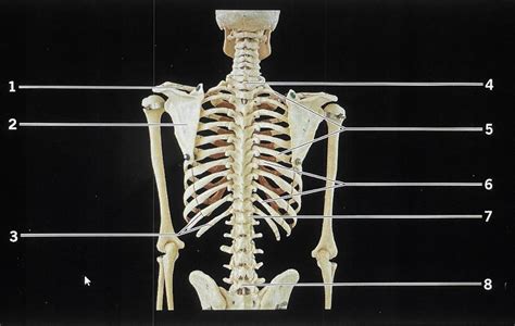 Thoracic Cage Posterior View Diagram Quizlet