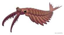 Anomalocaris - Wikiwand