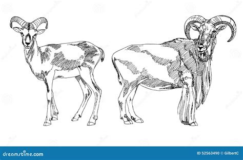 Espolones Dibujados Mano Del Bighorn Ilustraci N Del Vector