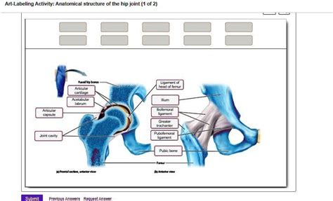 Art Labeling Activity Anatomical Structure Of The Hip Joint 1 Of 2