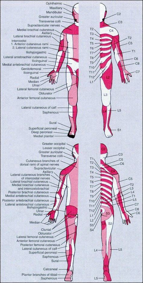 Map Of Dermatomes And Peripheral Nerves Peripheral Nerve Neurology