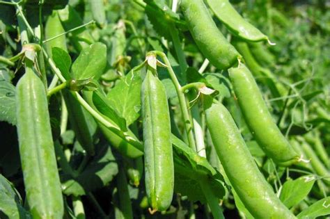 The Best Pea Companion Plants Growfully