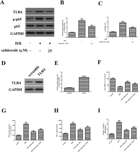 The Protective Effect Of Salidroside In H R Stimulated HK 2 Cells Was