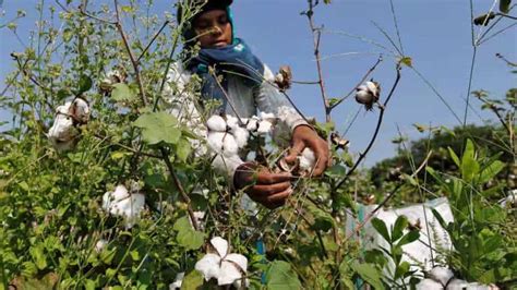 कपास किसानों के लिए अच्छी खबर भारत का सूती धागा कपड़ा निर्यात बीते