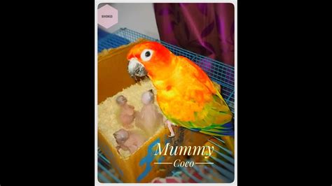 Mummy Coco How To Get Success On Breeding How To Breed Red