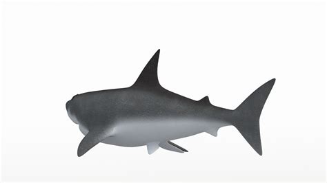 3D Shark Model - TurboSquid 2165452