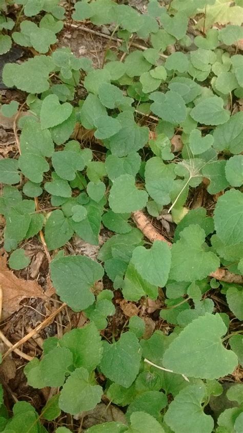 Vine Or Ground Cover With Heart Shaped Leaves Walter Reeves The