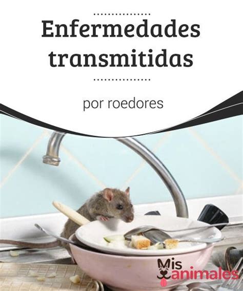 Enfermedades Transmitidas Por Roedores Roedores Ratas Y Ratones