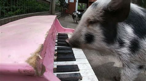 See This Trio Of B C Pigs Tickled Pink Playing This Piano Youtube