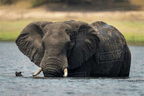 African Elephant Loxodonta Africana Stands In River Watching Camera