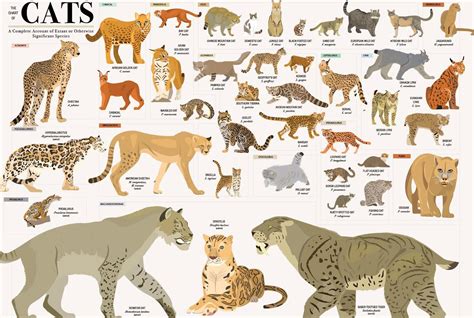 A Cool Guide To Cats R Coolguides