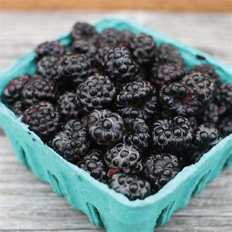 Jewel Black Raspberry Plants Johnnys Selected Seeds