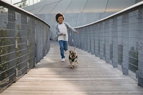 Guía Completa para Pasear a tu Perro Claves y Consejos