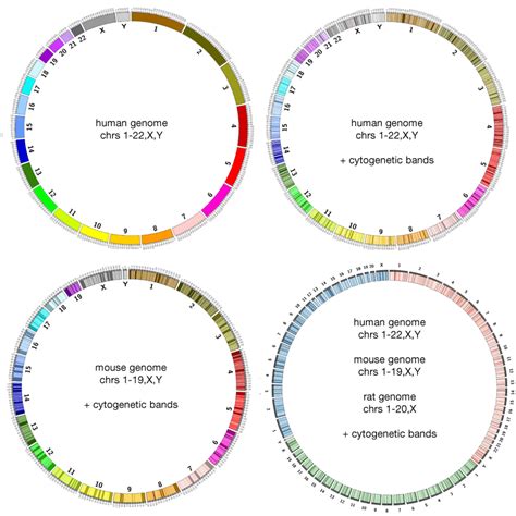 Circos Tutorials Drawing Ideograms Karyotypes CIRCOS Circular