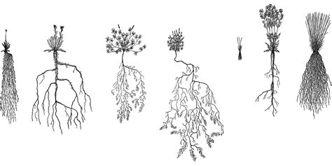 Why Understanding Plant Roots Is Important In A Garden Ewsp Consultancy