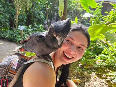 Wildlife Daintree Rainforest Mosman Gorge Aboriginal Tour GetYourGuide