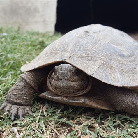 Evan Paradolia On Twitter Rt Tortoiserescue Very Excited To