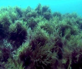 La temperatura del agua en el Cantábrico ha aumentado 1 ºC en los