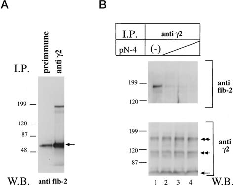 Fibulin 2 Binds To The Short Arms Of Laminin 5 And Laminin 1 Via