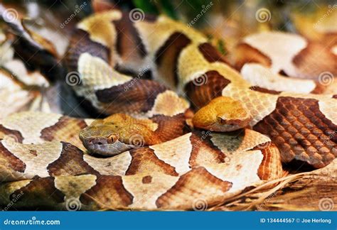 A Closeup Of Two Copperhead Snakes Stock Image Image Of Fangs