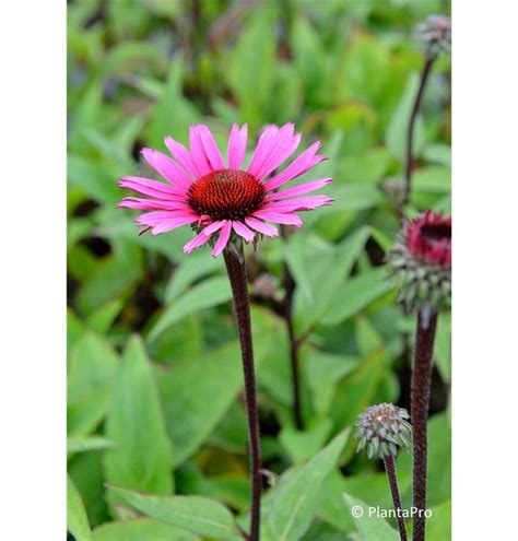 Echinacea Purpurea Fatal Attraction