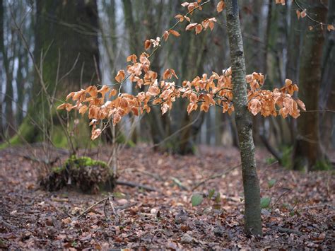 hasselblad  cfv  review cameralabs