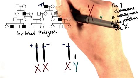 Sex Chromosomes Vs Autosomes Tales From The Genome YouTube